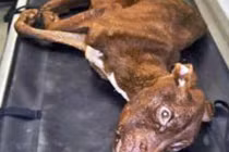 Thảm cảnh chú chó bị hành hạ còn da bọc xương