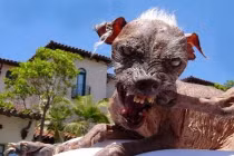 Điểm mặt chó xấu “ma chê, quỷ hờn”