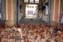 Khiếp đảm gà chết, gà sống lẫn lộn ở chợ Hà Vỹ