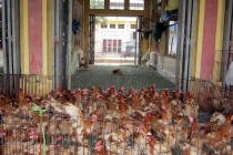 Khiếp đảm gà chết, gà sống lẫn lộn ở chợ Hà Vỹ