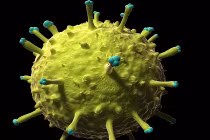 Virus chết người đầy màu sắc dưới kính hiển vi