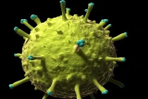 Virus chết người đầy màu sắc dưới kính hiển vi