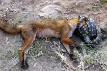 Kinh hoàng xem rắn hỗn chiến (3)