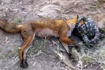 Kinh hoàng xem rắn hỗn chiến (3)