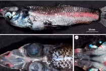 Kỳ quái loài cá giống sinh vật ngoài hành tinh