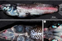 Kỳ quái loài cá giống sinh vật ngoài hành tinh