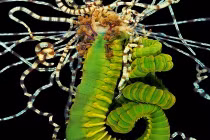 Những loài sâu biển khiến bạn gặp ác mộng