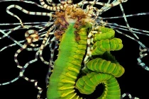 Những loài sâu biển khiến bạn gặp ác mộng