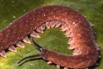 Những cung thủ động vật đặc biệt nhất 