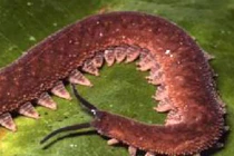 Những cung thủ động vật đặc biệt nhất 