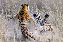 Ảnh động vật tuần: Cuộc chiến giữa hai mãnh hổ 