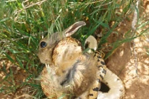 Kinh hoàng xem rắn hỗn chiến (20)