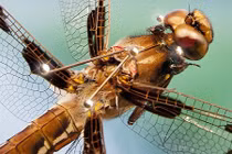 Chuồn chuồn - kẻ săn mồi đáng sợ gấp 4 lần sư tử 