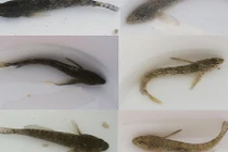 Kỳ lạ cá bống trắng đổi màu trong 1 phút