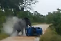 Voi điên hất tung ô tô