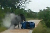 Voi điên hất tung ô tô