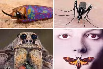 Những côn trùng nghe danh đã thấy... côn đồ