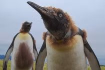 Những chú chim cánh cụt hoàng đế ngoài hành tinh