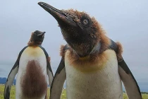 Những chú chim cánh cụt hoàng đế ngoài hành tinh