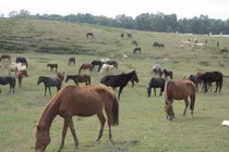 Cận cảnh giống ngựa đặc biệt ở Việt Nam