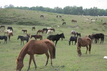 Cận cảnh giống ngựa đặc biệt ở Việt Nam