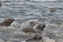 Thám hiểm “thiên đường” của loài hải cẩu ở Anh