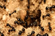 Top sự thật khoa học điên rồ có thật