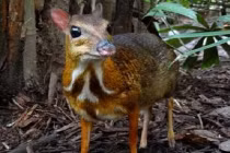 Những động vật “quái” bị nặn nhầm bởi tạo hóa