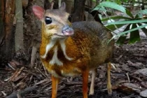 Những động vật “quái” bị nặn nhầm bởi tạo hóa