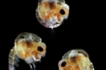 Vẻ đẹp huyền ảo khó tin của sinh vật phù du