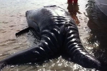 Cận cảnh cá voi xám hai đầu kỳ quái