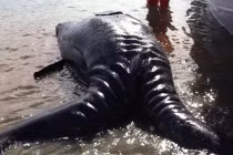 Cận cảnh cá voi xám hai đầu kỳ quái