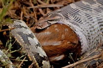 Kinh hoàng xem rắn hỗn chiến (4)