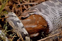 Kinh hoàng xem rắn hỗn chiến (4)