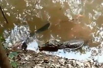 Xem cá sấu bị tra tấn với nguồn điện hàng trăm volt