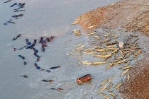 Cá sấu dàn trận đánh bay đàn hà mã khỏi sông