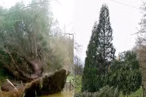 Kỳ lạ cây đang chết bỗng bật dậy sống 