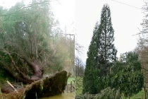 Kỳ lạ cây đang chết bỗng bật dậy sống 