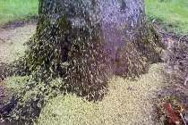 Kinh hãi hàng triệu sâu đói đổ bộ thân cây 