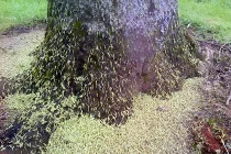 Kinh hãi hàng triệu sâu đói đổ bộ thân cây 