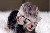 Mèo 2 mặt và những động vật kỳ dị khác