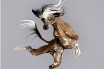 Bộ ảnh vui nhộn: Chó bay trong không trung