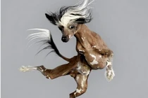 Bộ ảnh vui nhộn: Chó bay trong không trung