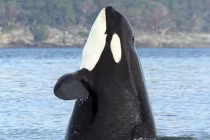 Chân dung cá voi sát thủ già nhất thế giới