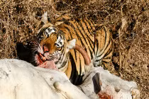 Quái chiêu săn mồi đẫm máu của chúa sơn lâm (5)