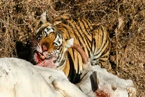 Quái chiêu săn mồi đẫm máu của chúa sơn lâm (5)