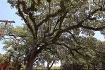 Câu chuyện thú vị đằng sau những cái cây kỳ quái