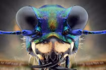 Cận cảnh bộ mặt “ngoài hành tinh” của côn trùng 