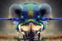 Cận cảnh bộ mặt “ngoài hành tinh” của côn trùng 