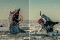 Thót tim xem hải cẩu "nhảy" khỏi mồm cá mập